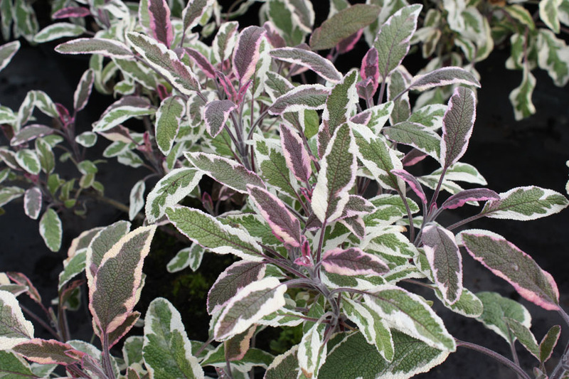 SALVIA OFFICINALIS TRICOLOR