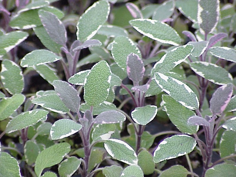 SALVIA OFFICINALIS TRICOLOR