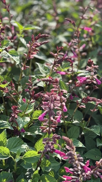 SALVIA SALGOON LAKE MIX