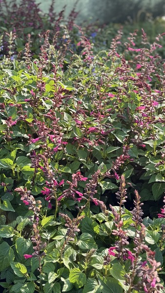 SALVIA SALGOON LAKE MIX