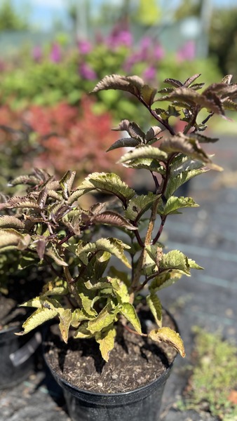 SAMBUCUS NIGRA BLACK TOWER
