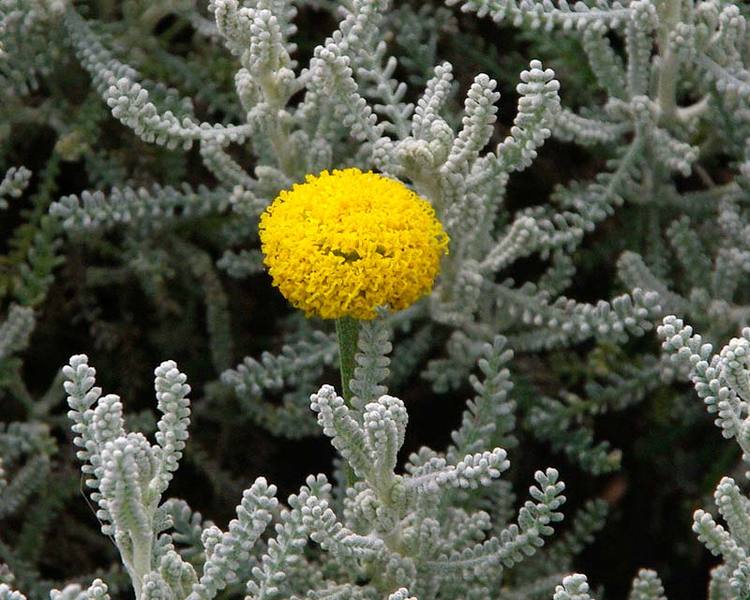 SANTOLINA CHAMAECYPARISSUS