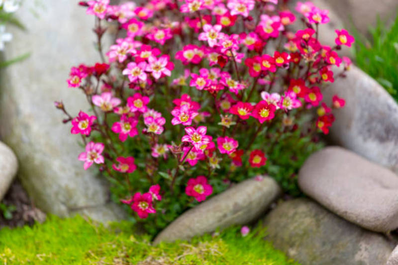SAXIFRAGA ARENDSII MIX