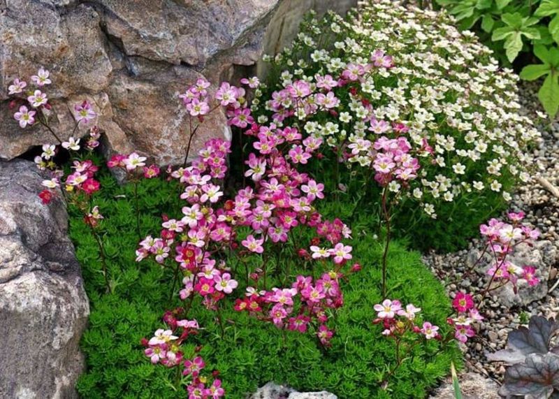 SAXIFRAGA ARENDSII MIX
