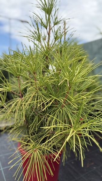 SCIADOPITYS VERTICILLATA