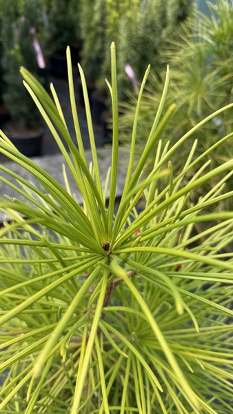 SCIADOPITYS VERTICILLATA