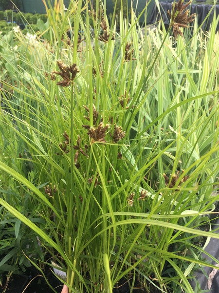 SCIRPUS MARITIMUS