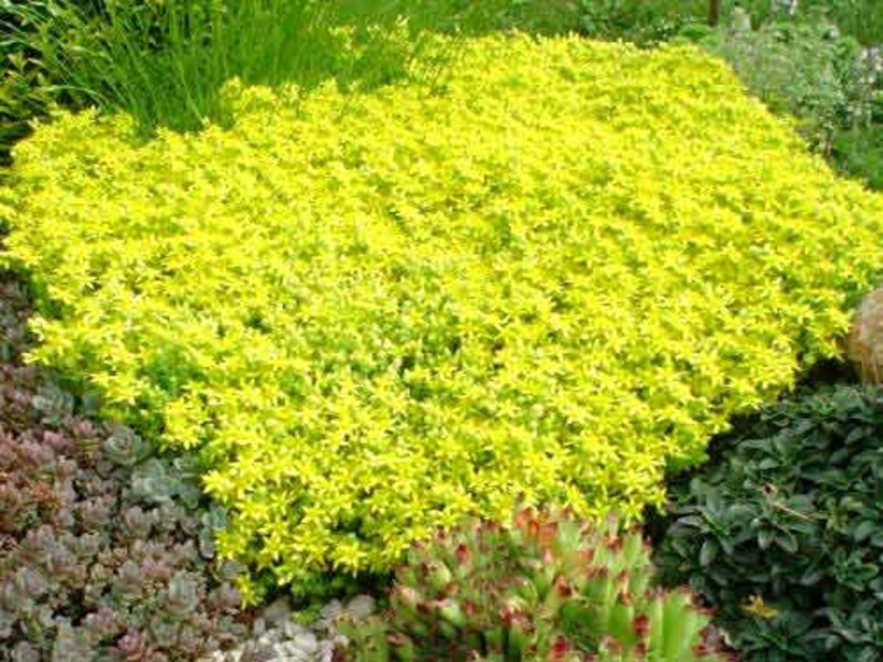SEDUM ACRE AUREUM