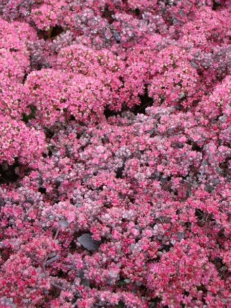 SEDUM AMBER RED