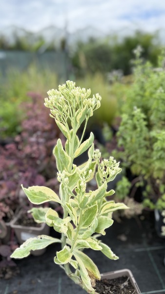 SEDUM FROSTY MORN