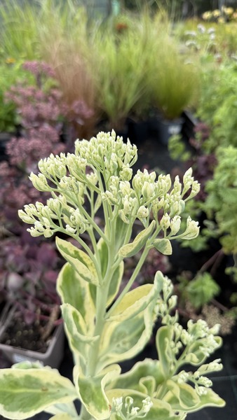 SEDUM FROSTY MORN