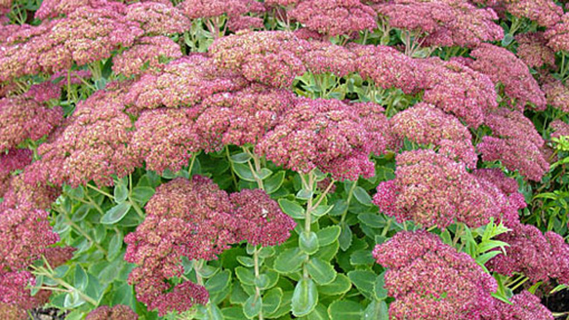 SEDUM HERBSTFREUDE