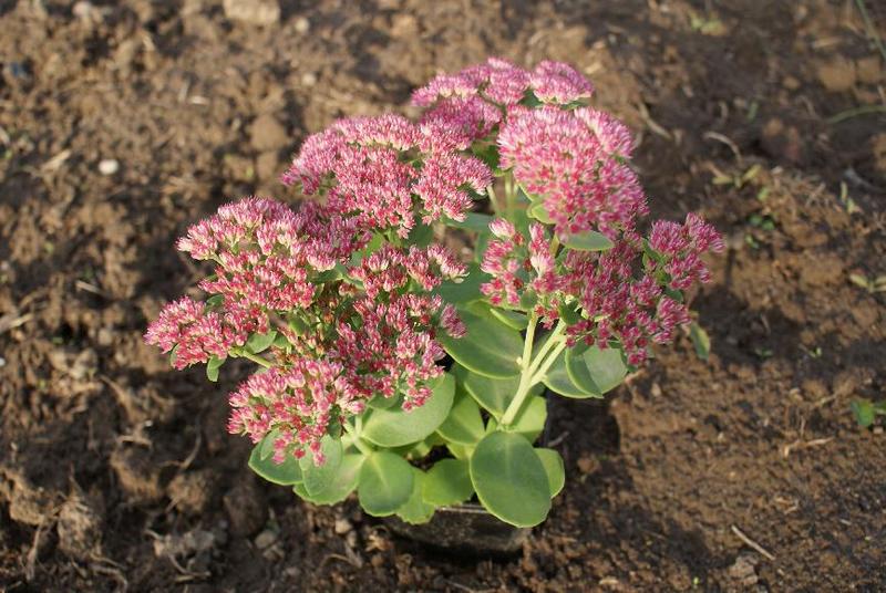 SEDUM HERBSTFREUDE