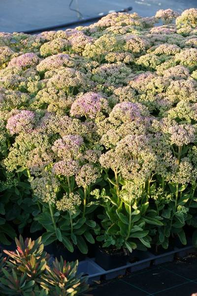 SEDUM HERBSTFREUDE