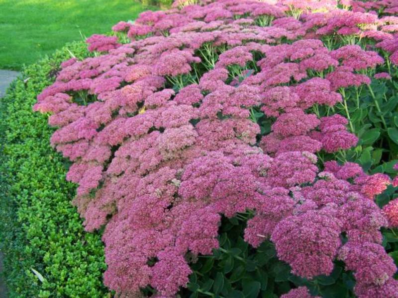 SEDUM HERBSTFREUDE