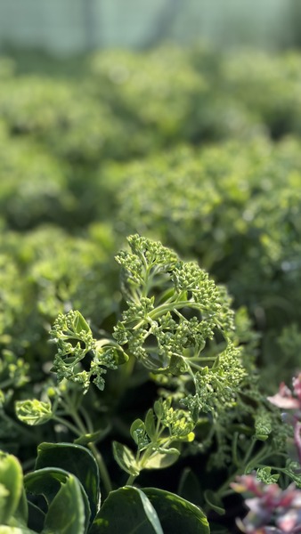 SEDUM HERBSTFREUDE