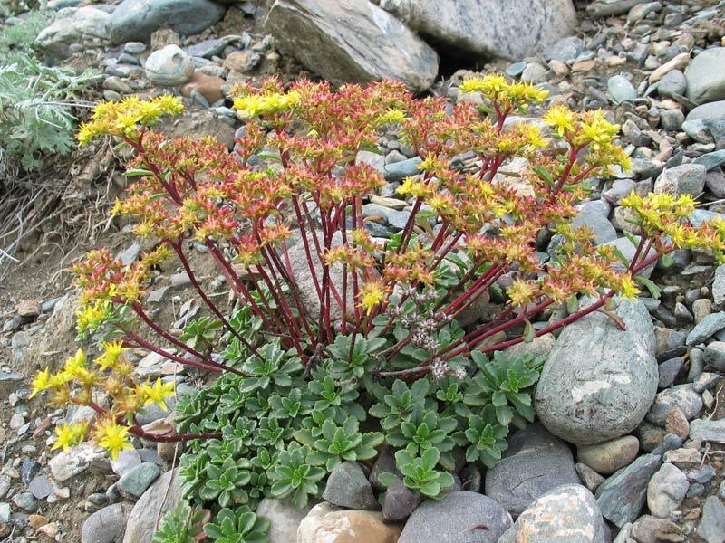 SEDUM HISPANICUM