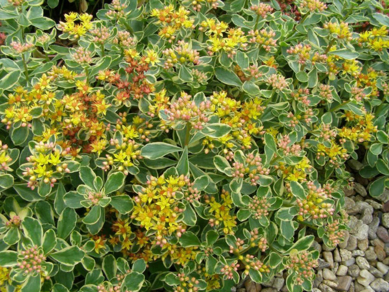 SEDUM KAMTSCHATICUM