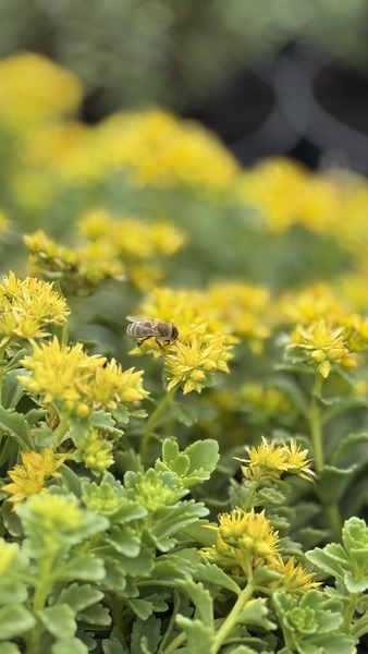 SEDUM LADY MISS SUNSHINE