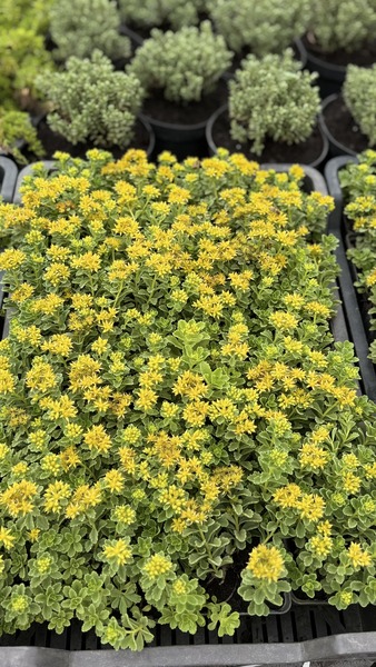 SEDUM LADY MISS SUNSHINE