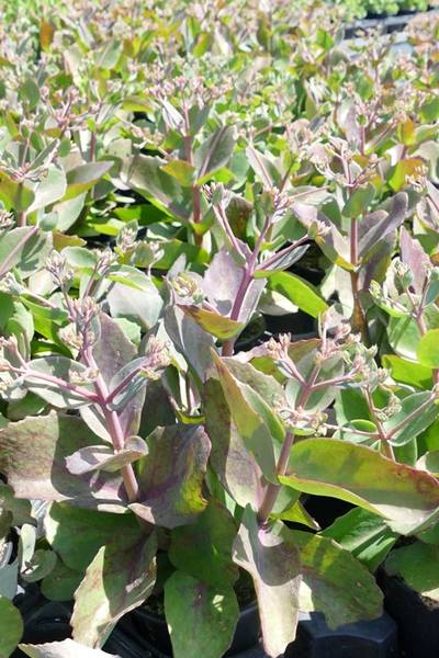 SEDUM MATRONA