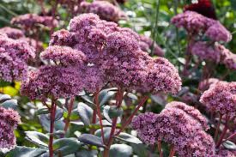 SEDUM MATRONA