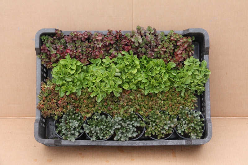 SEDUM MIX (4X5)
