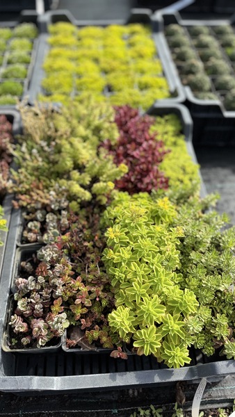 SEDUM MIX 8