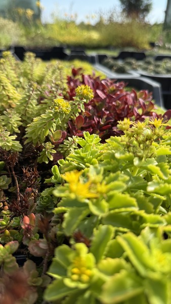 SEDUM MIX 8