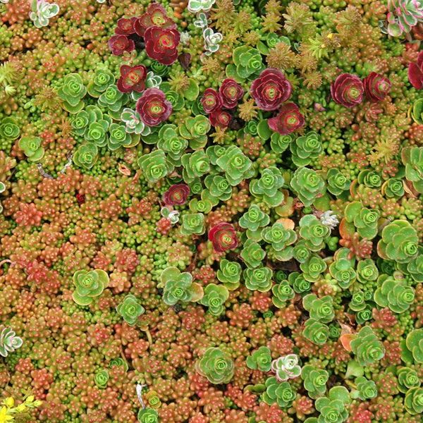 SEDUM MIX (2)
