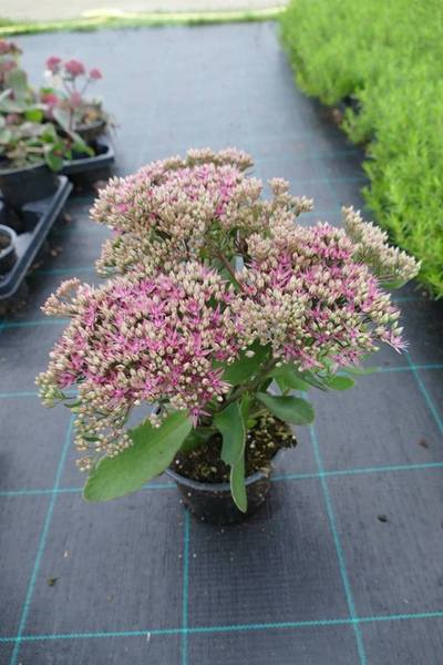 SEDUM TEL. MR. GOODBUD