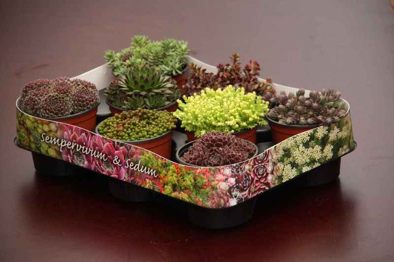 SEDUM & SEMPERV. DEKORCSÍKKAL