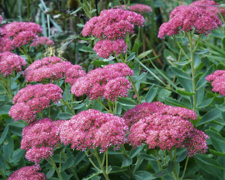 SEDUM SP.