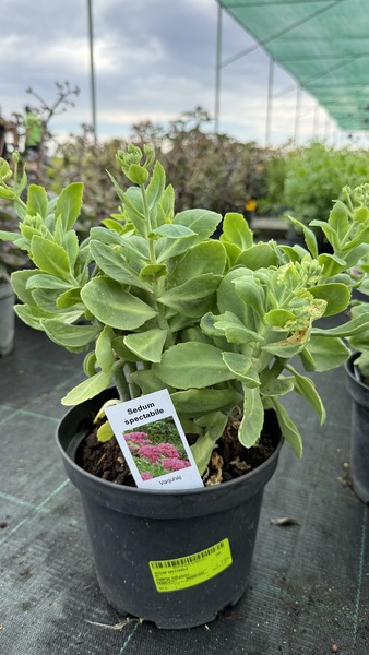 SEDUM SPECTABILE