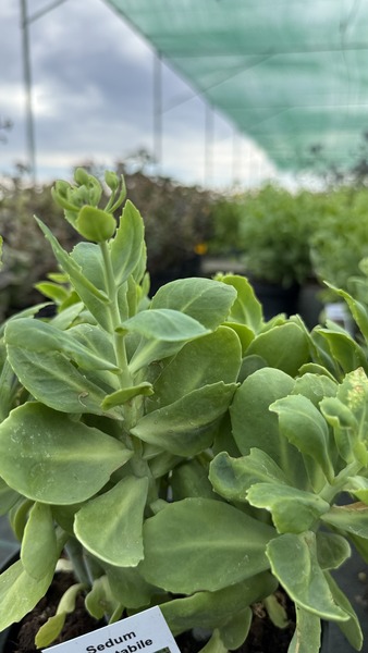 SEDUM SPECTABILE