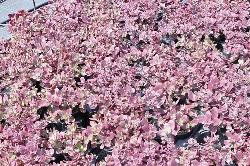 SEDUM SUNSPARKLER FIRECRACKER