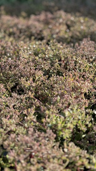 SEDUM SUNSPARKLER JADE TUFFET