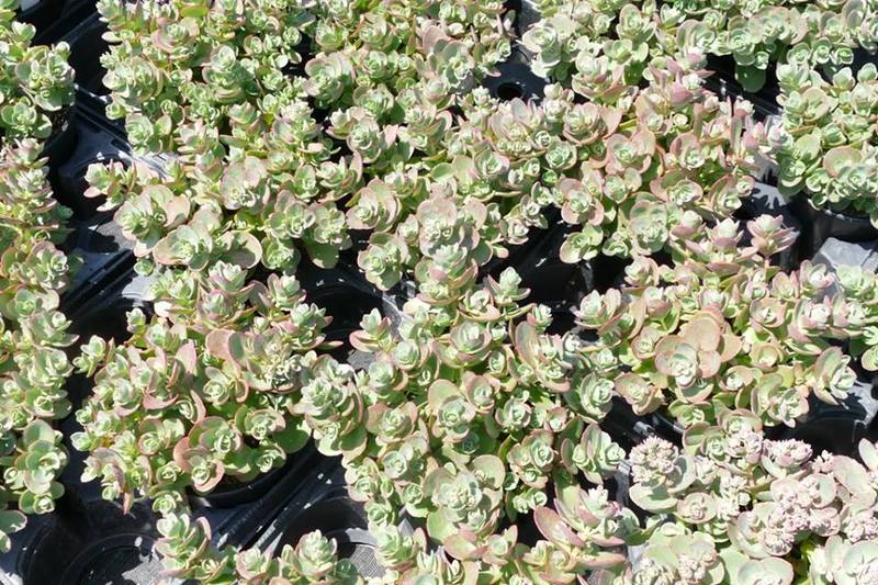 SEDUM SUNSPARKLER LIME ZINGER