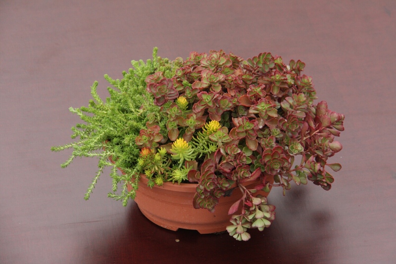 SEDUM TÁL