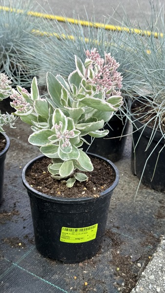 SEDUM TATARINOWII
