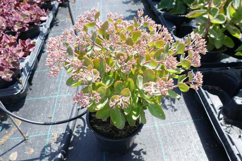 SEDUM TELEPHIUM SEDUCTION G-P.