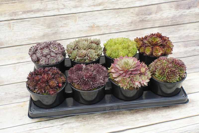 SEMPERVIVUM SP.
