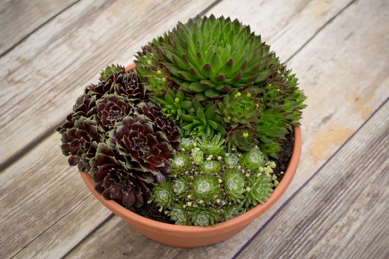 SEMPERVIVUM DÍSZTÁL