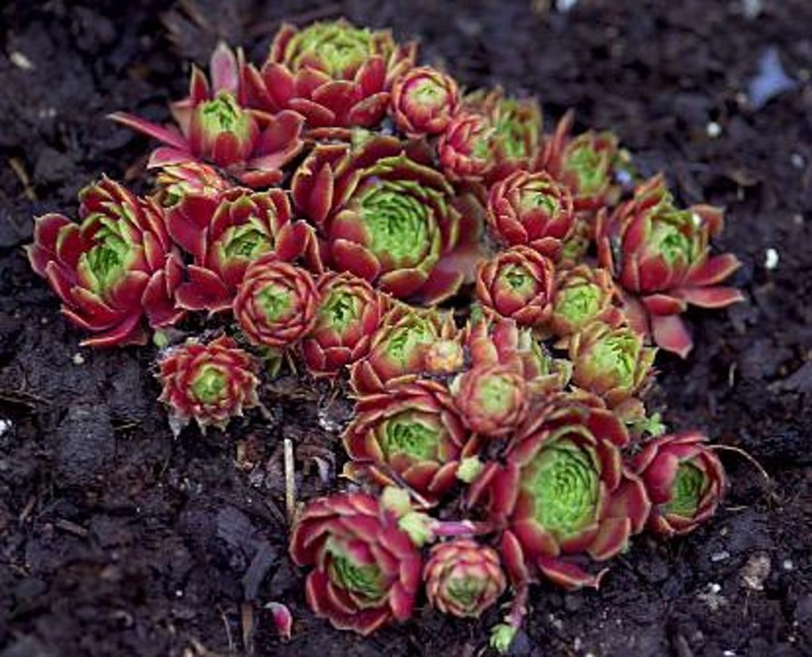 SEMPERVIVUM MIX