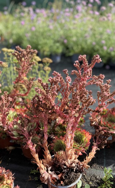 SEMPERVIVUM MIX