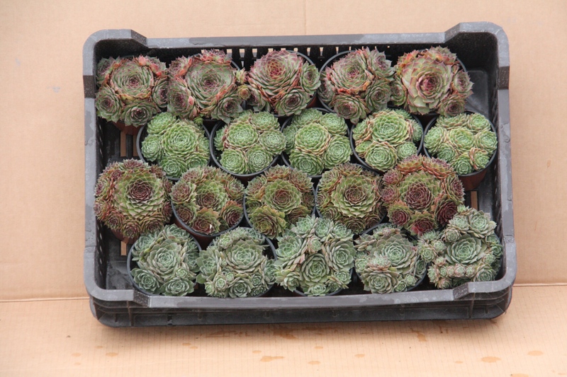 SEMPERVIVUM MIX (4X5)