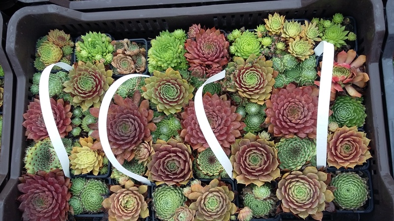 SEMPERVIVUM MIX