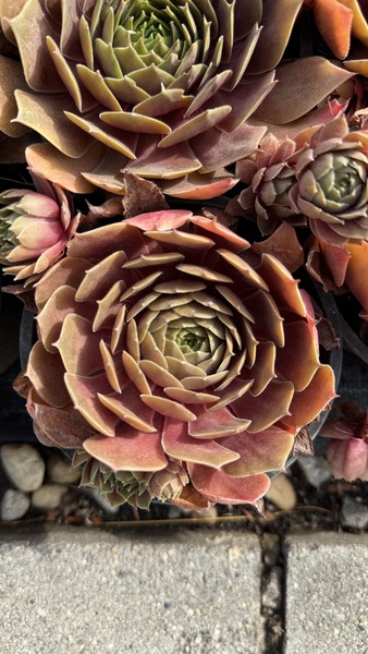 SEMPERVIVUM SP.
