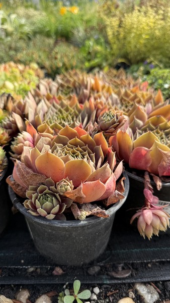 SEMPERVIVUM SP.