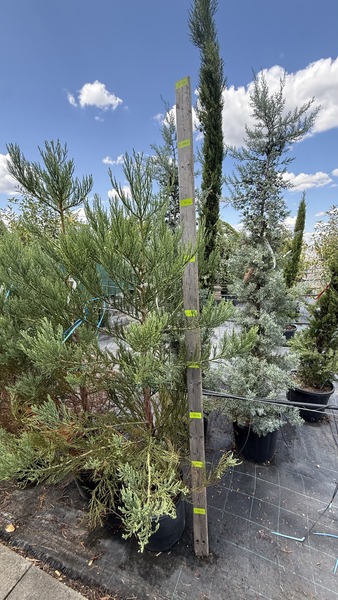 SEQUOIADENDRON GIGANTEUM